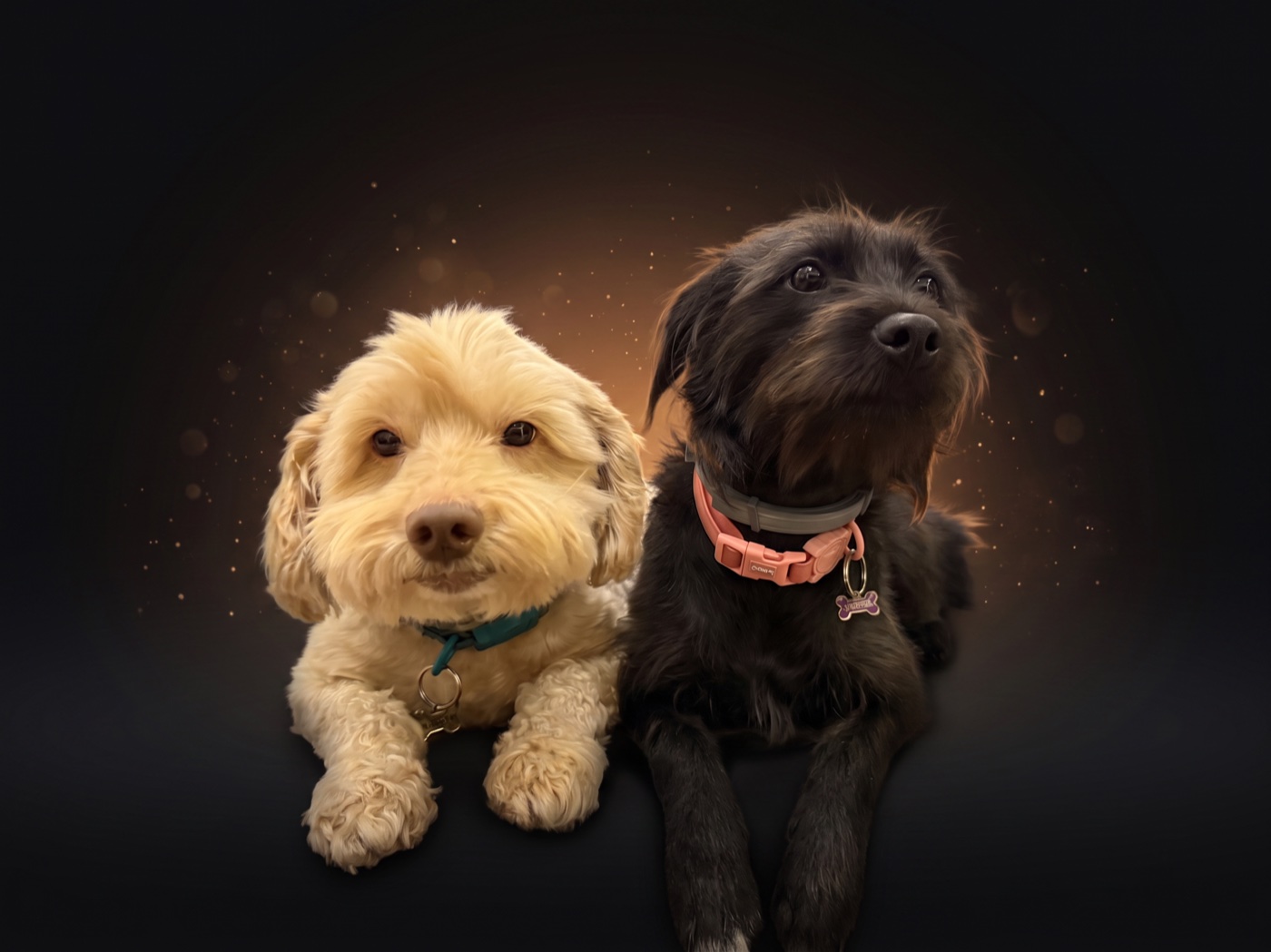 Joca e Nori, os cães que inspiraram o PetNode